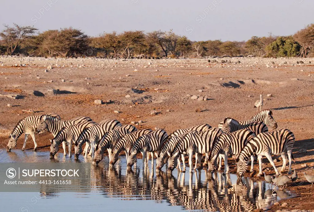 Zebras drinking at a waterhole Etosha NP in Namibia