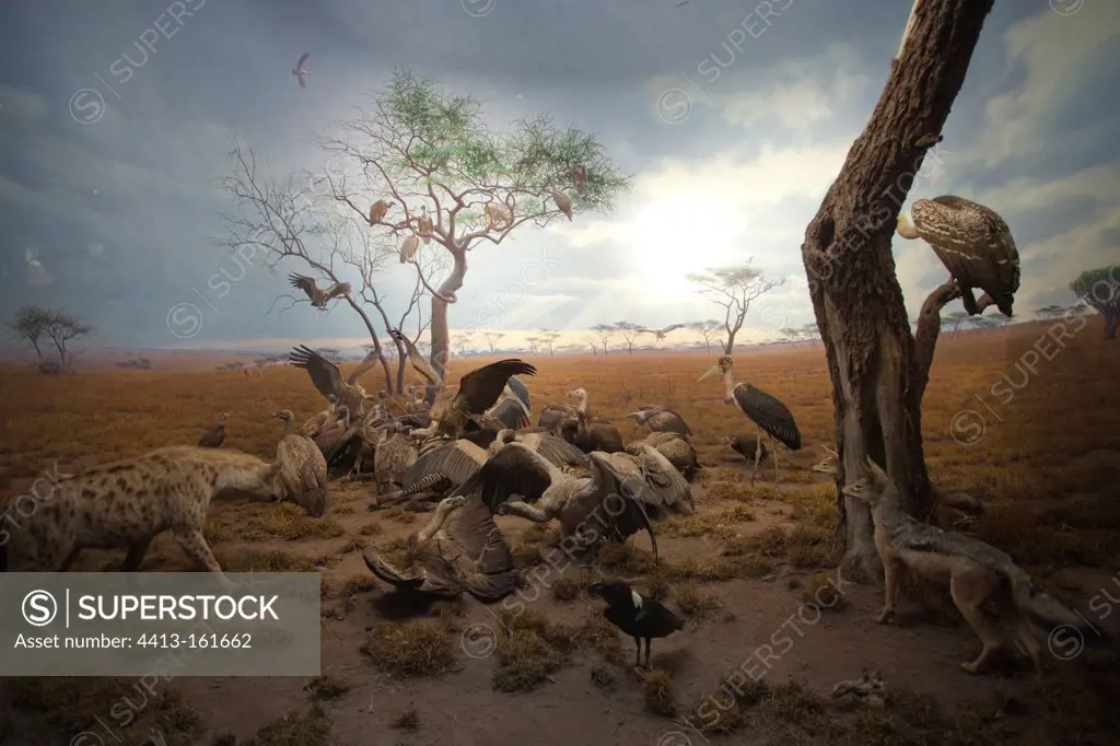 Reconstitution of a group of scavengers of the Serengeti