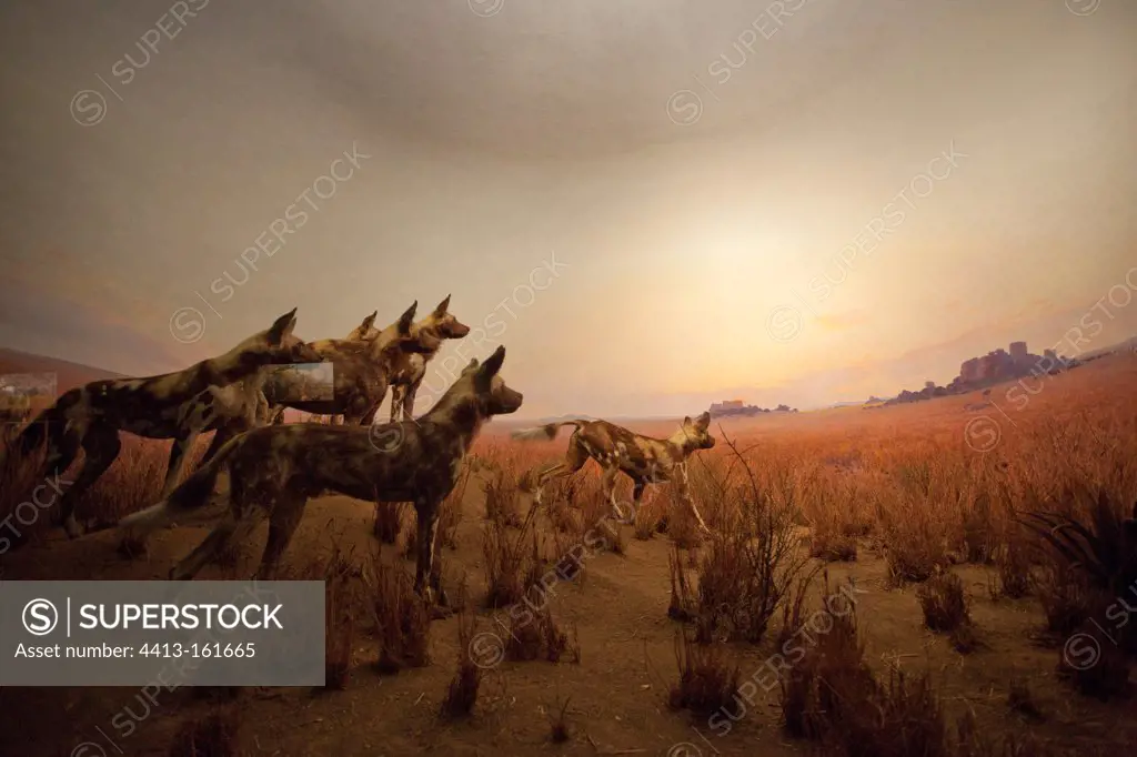 Reconstitution of african wild dogs hunting in the Serengeti