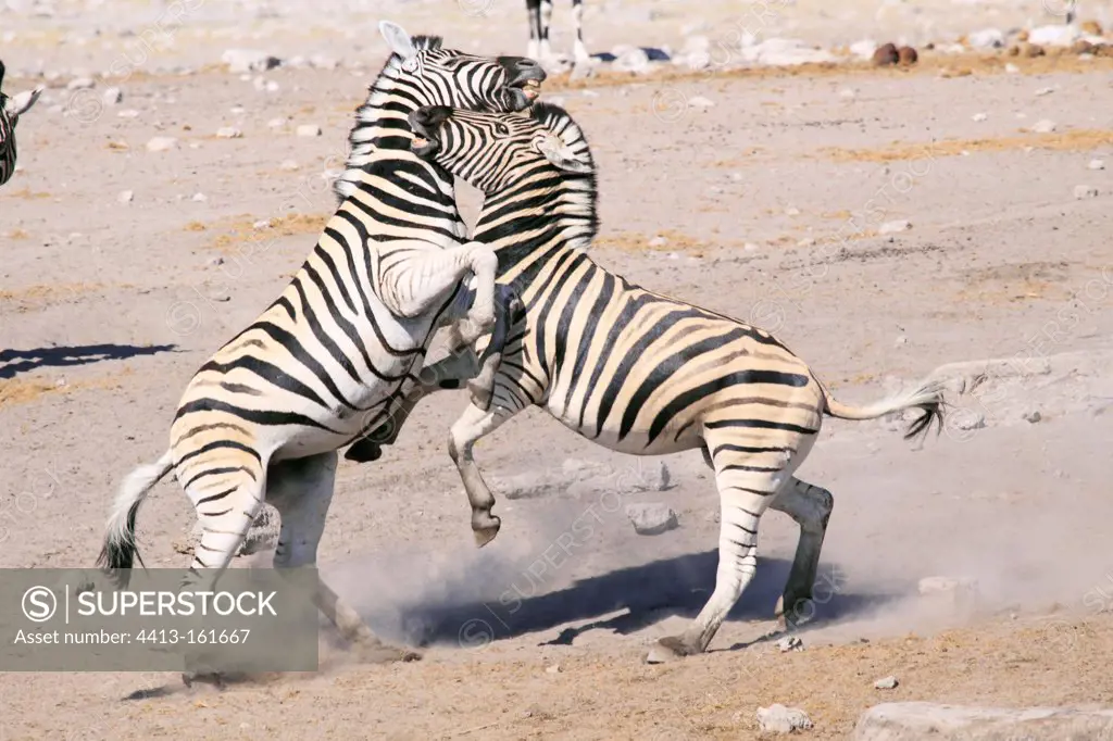 Fight Zebras Etosha NP in Namibia
