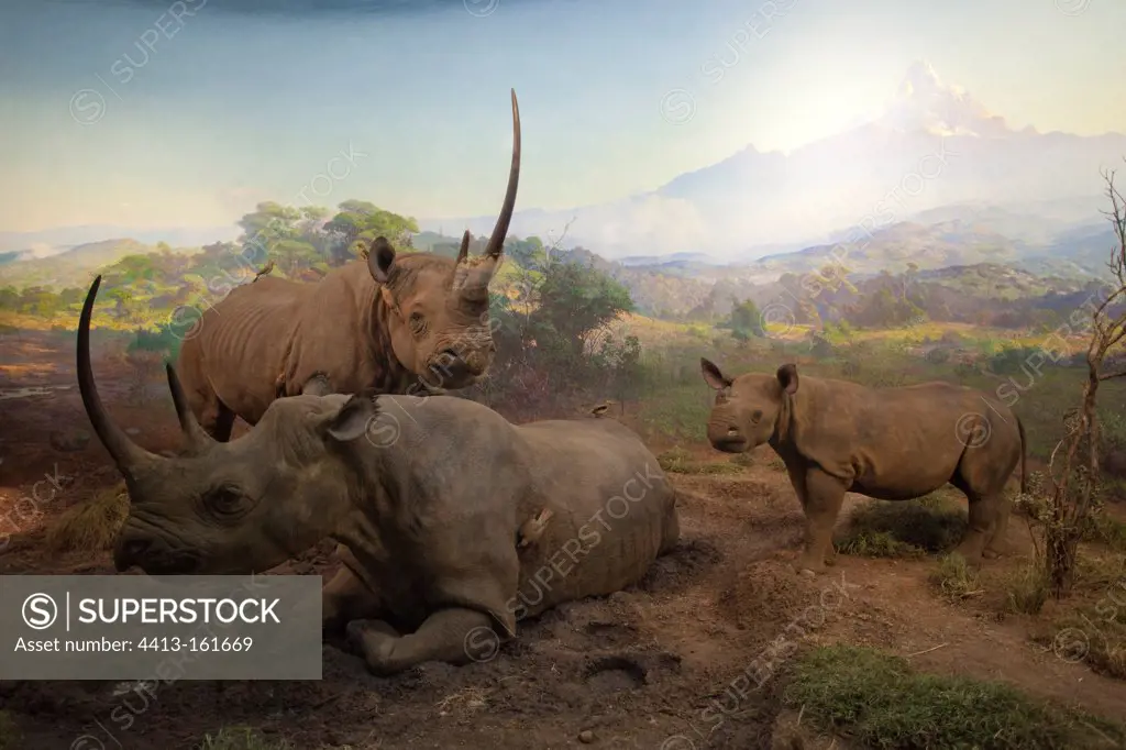 Reconstitution of a group of black rhinoceros of the Kenya