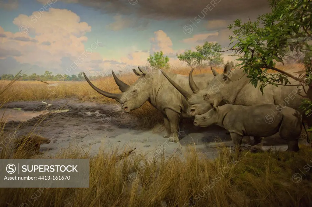 Reconstitution of a group of white rhinoceros of the Kenya