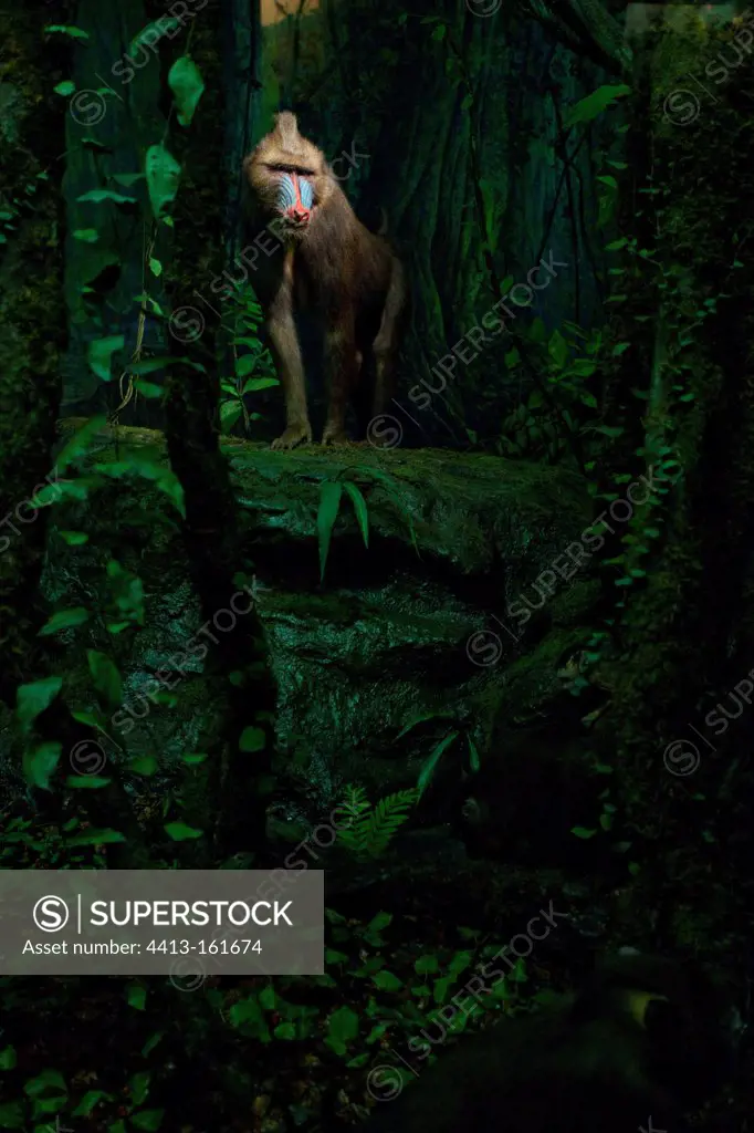 Reconstitution of a Mandrill in the forest of the Cameroun