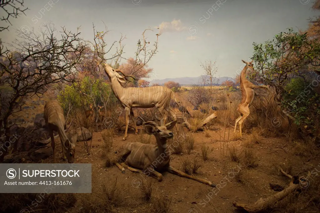 Reconstitution of a group of Lesser Kudus in Tanzania