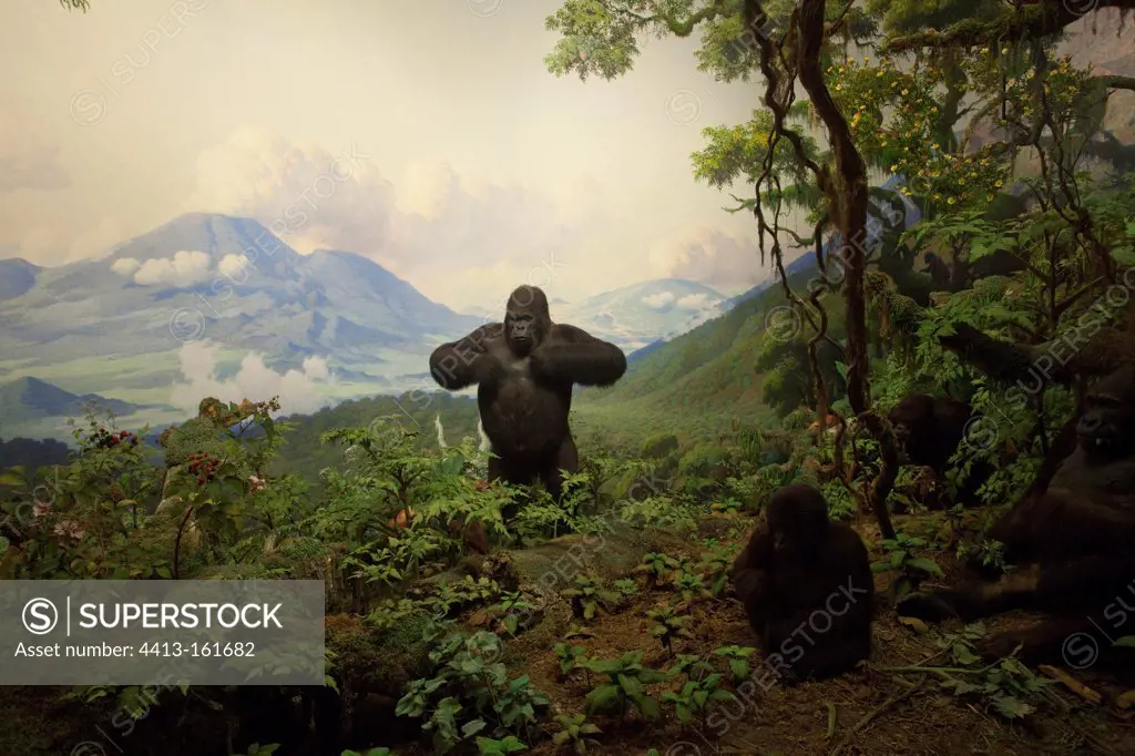 Reconstitution of a group of gorillas in the mountains