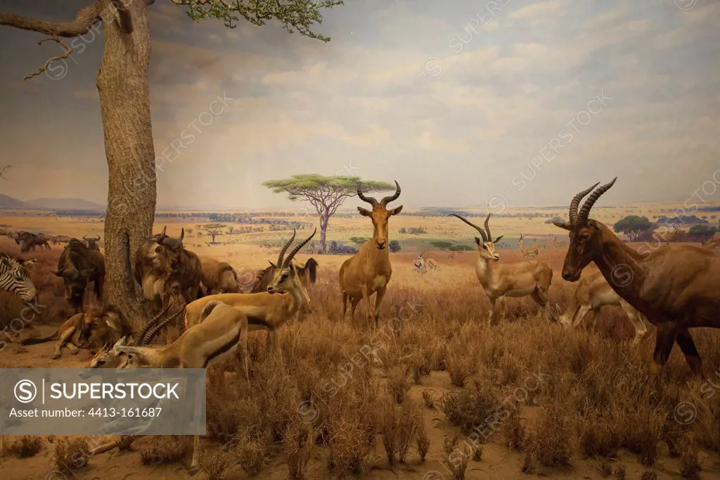Reconstitution of a group of herbivorous in the Serengeti