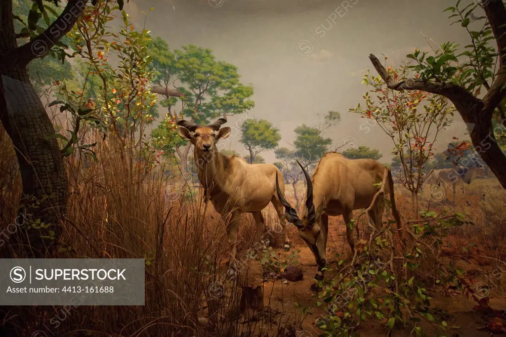 Reconstitution of Giant Elands in the savannah of the Sudan