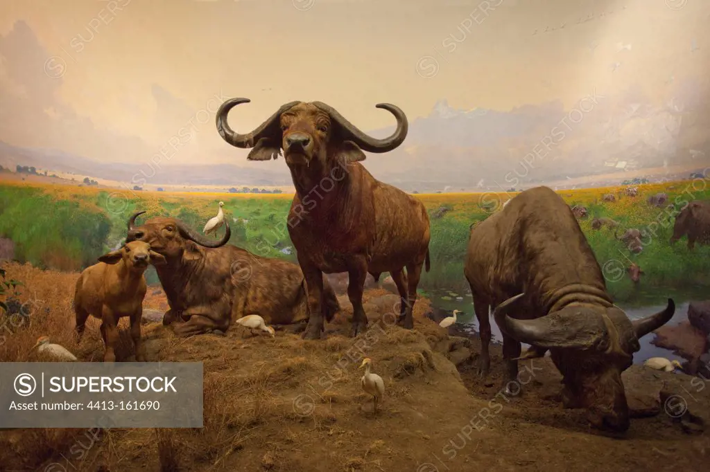 Reconstitution of a group of african buffalos at Kenya