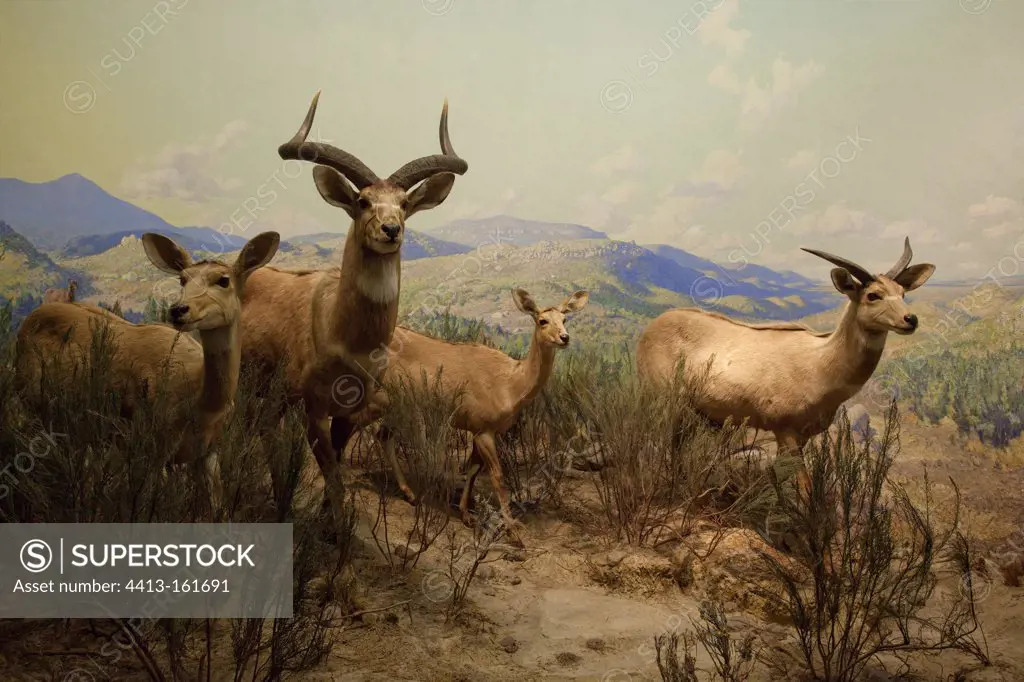 Reconstitution of a group of mountain nyalas in Ethiopia