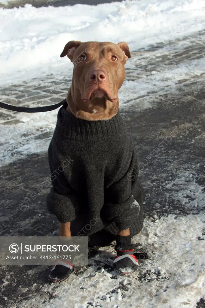 Dog dressed in sweater and socks in Central Park in winter
