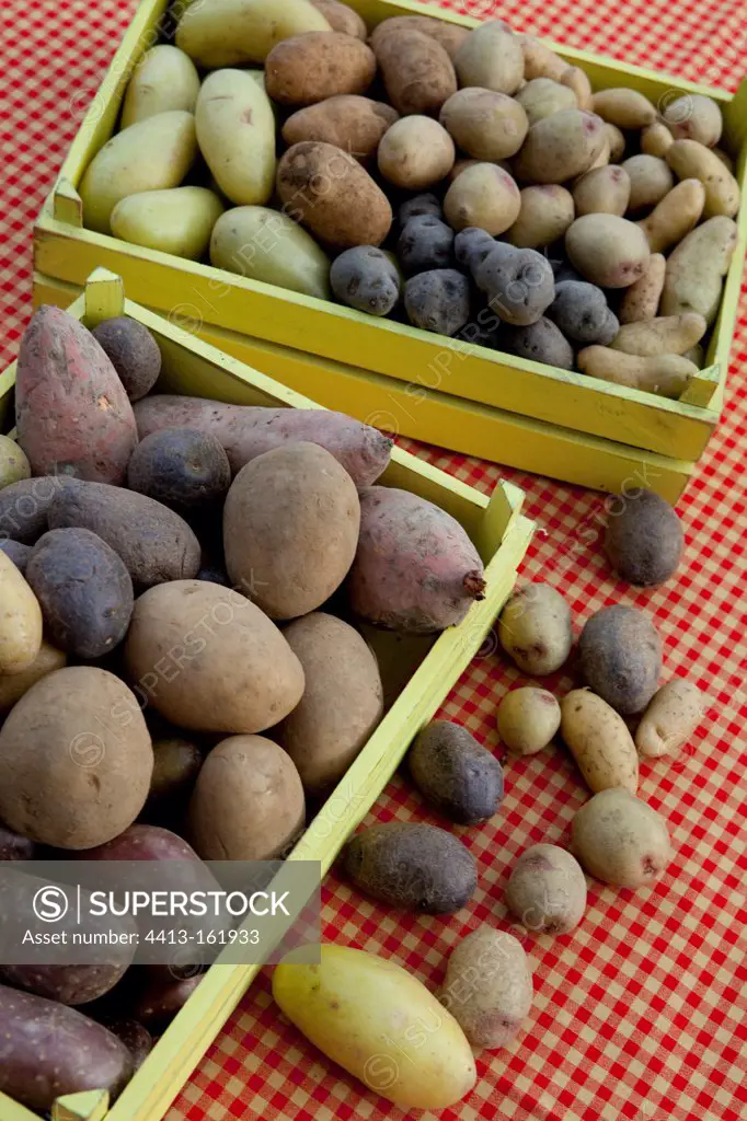 Trays of different varieties of potatoes France