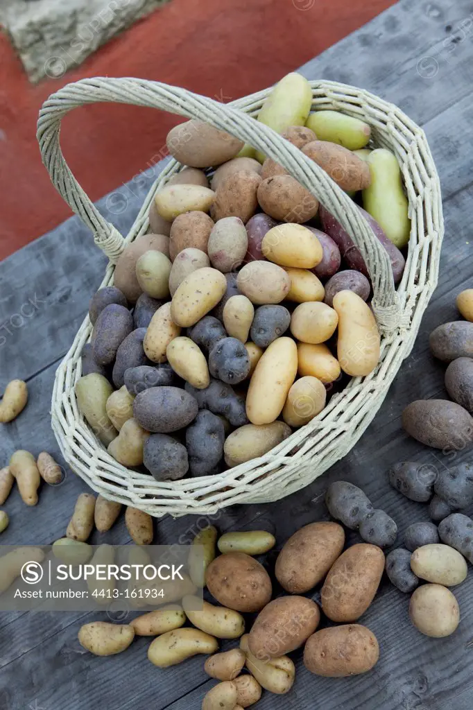 Basket of different varieties of potatoes France