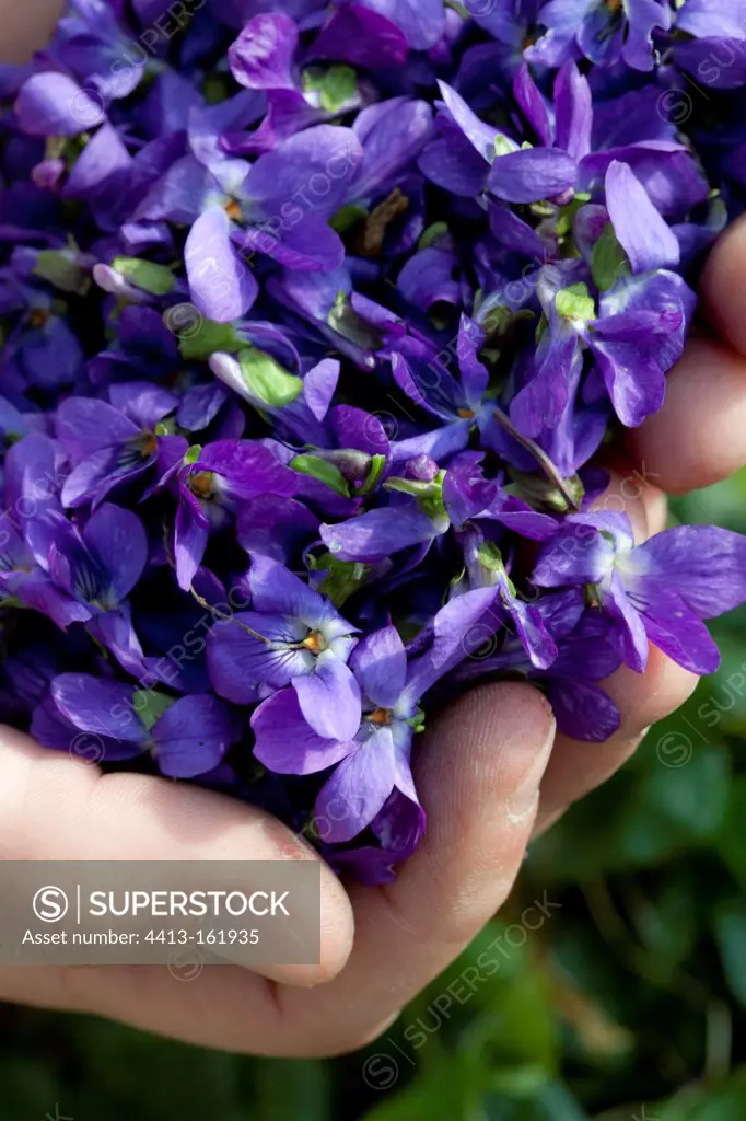 Harvest of sweet violets flowers in France