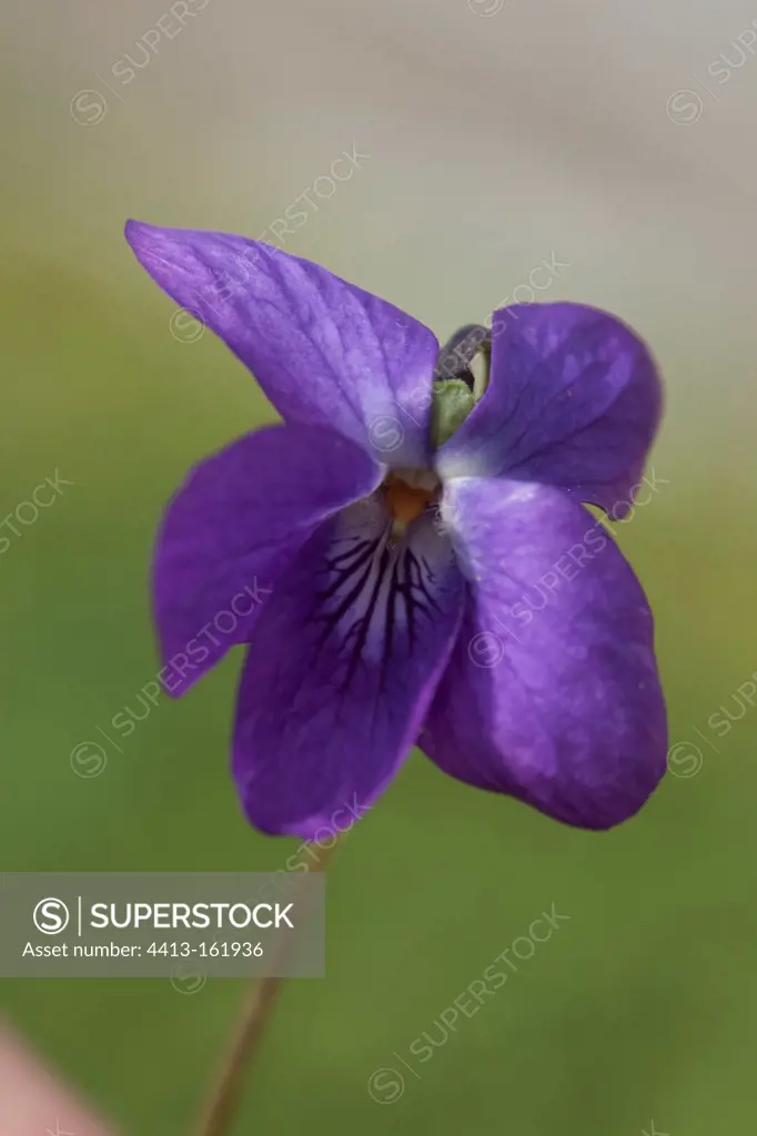 Flower of sweet violet cultivated in France