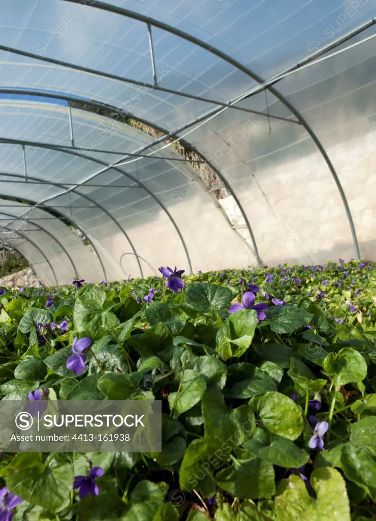 Greenhouse culture of sweet violets in France