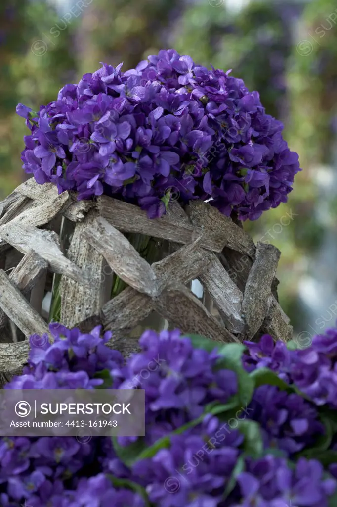Bouquet of sweet violets cultivated in greenhouse France