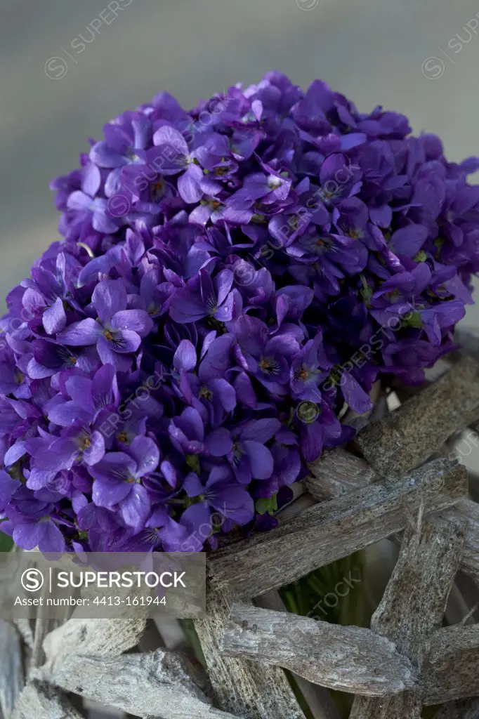 Bouquet of sweet violets cultivated in greenhouse France