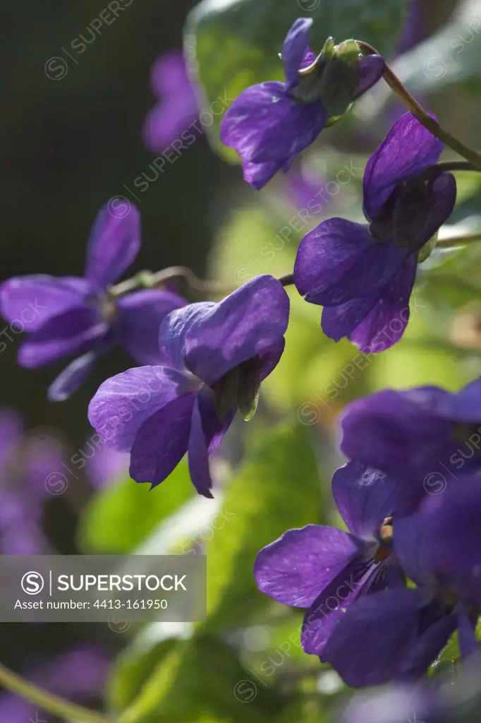 Sweet violets cultivated in greenhouse in France