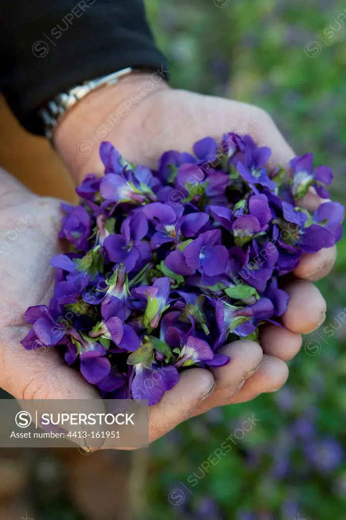 Handful of sweet violets flowers grown in France