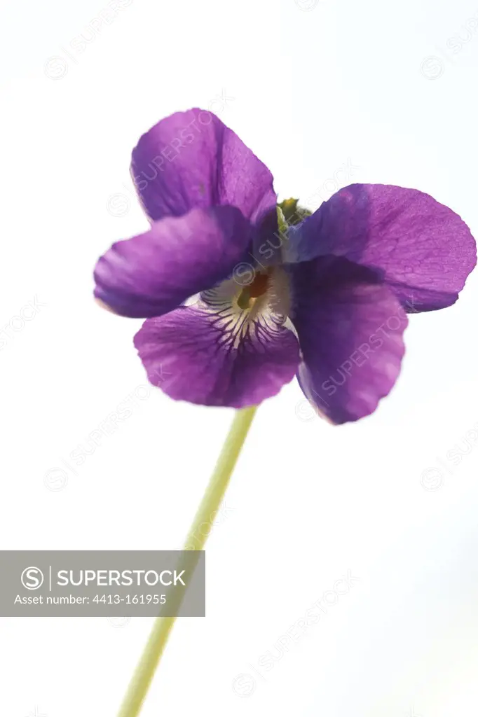 Flower of sweet violet cultivated in France