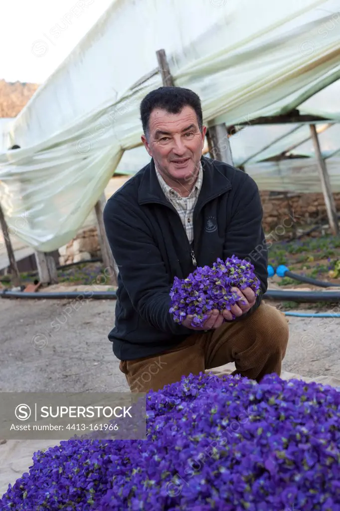 Gardener and his harvest of sweet violets flowers in France