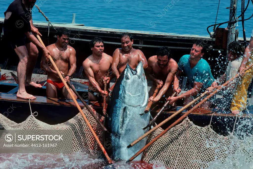 Fishermen landing giant Bluefin tuna off Italie