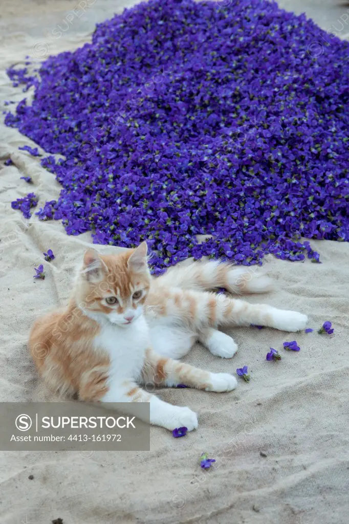 Kitten playing in a crop of flowers of sweet violets France