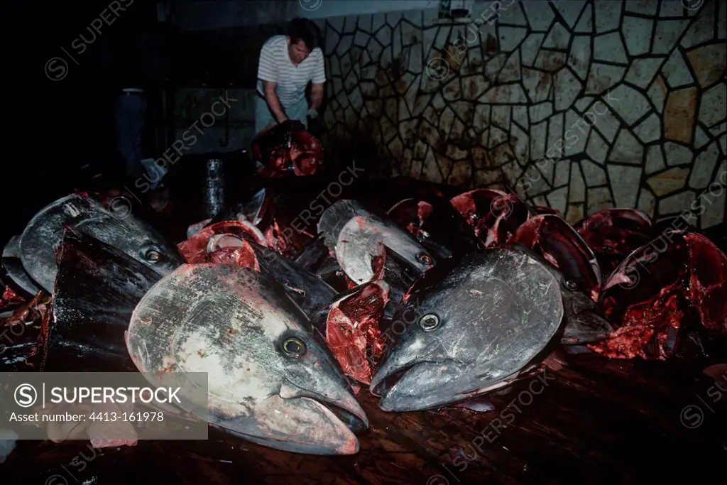 Cutting Bluefin Tuna at slaughterhouse Sicile