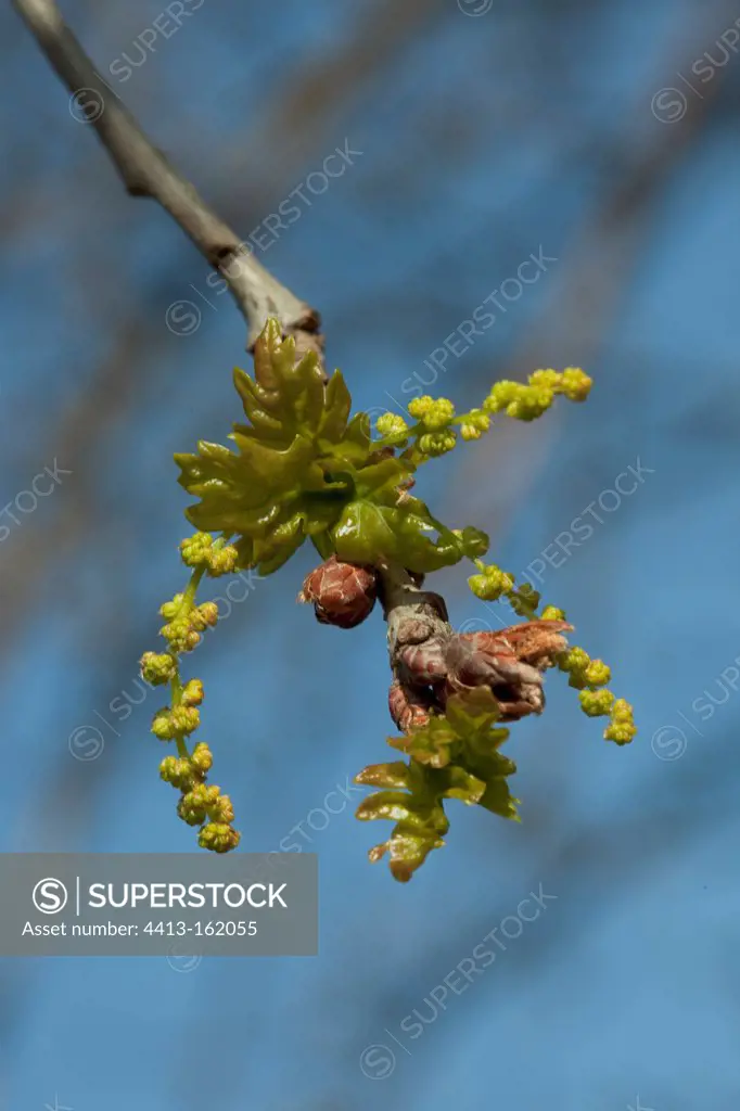 Buds ans male katkins of an oak in the spring in France