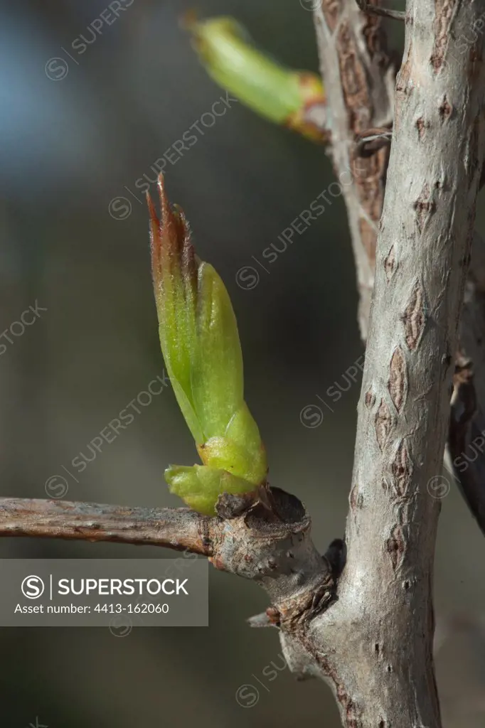 Hatching of a bud of Ampelopsis in France