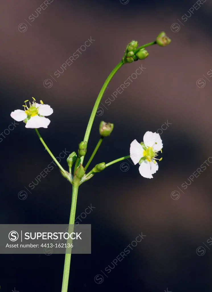 Common water-plantain in bloom