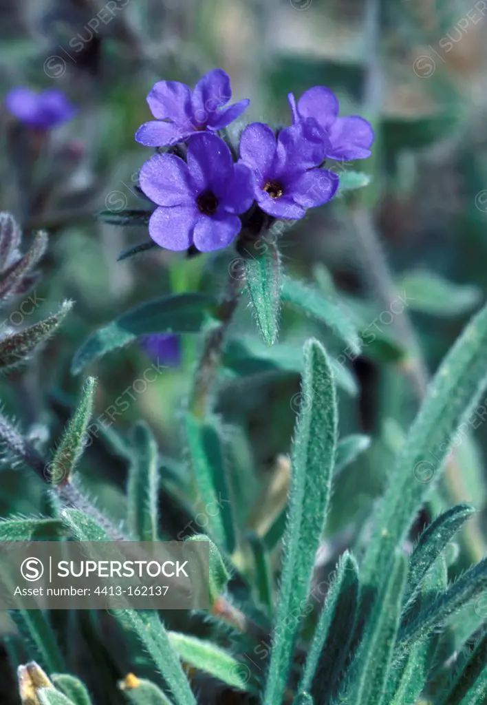 Dyers's bugloss in bloom