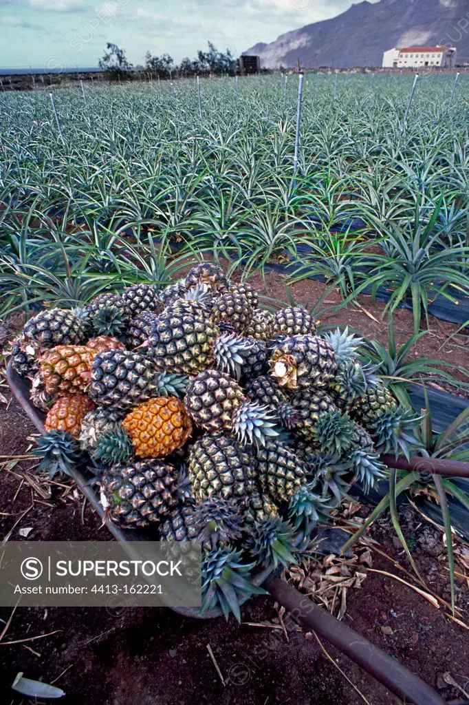 Harvesting pineapple plantation in El Hierro Canary