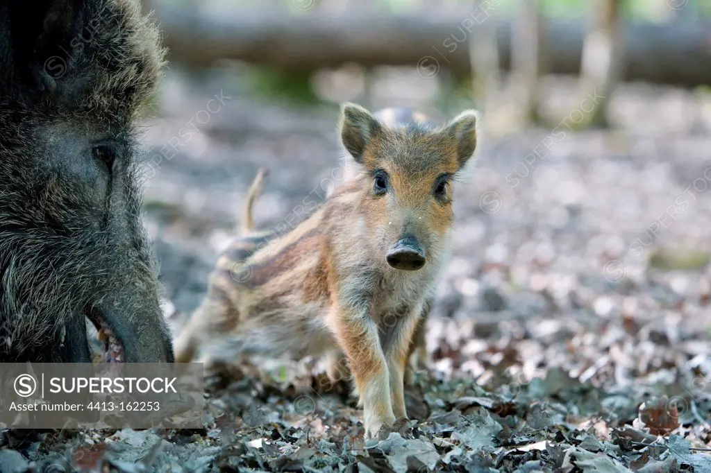 Boar and young wild boar France