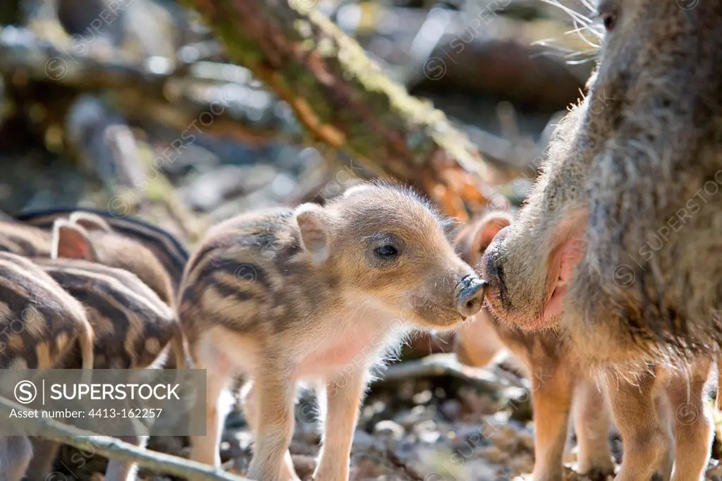 Boar and his young wild boar France