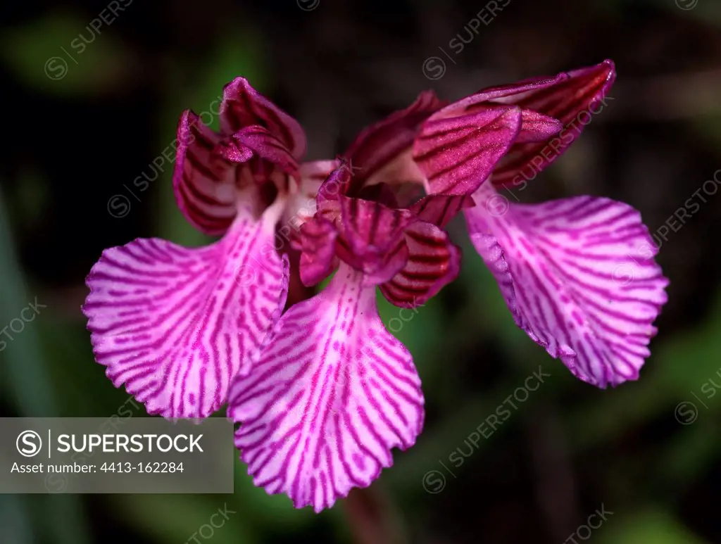 Pink butterfly orchid in bloom