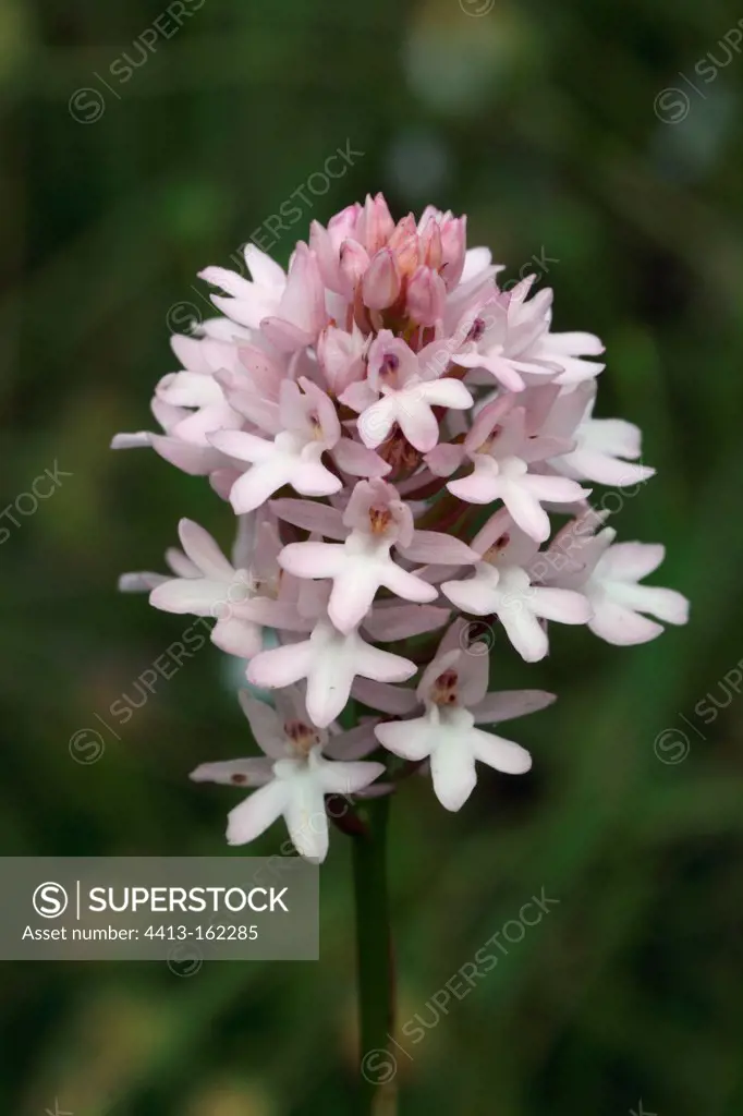Pyramidal orchid in bloom