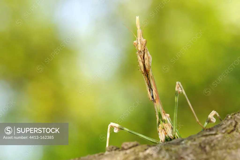 Empusa female on a branch France