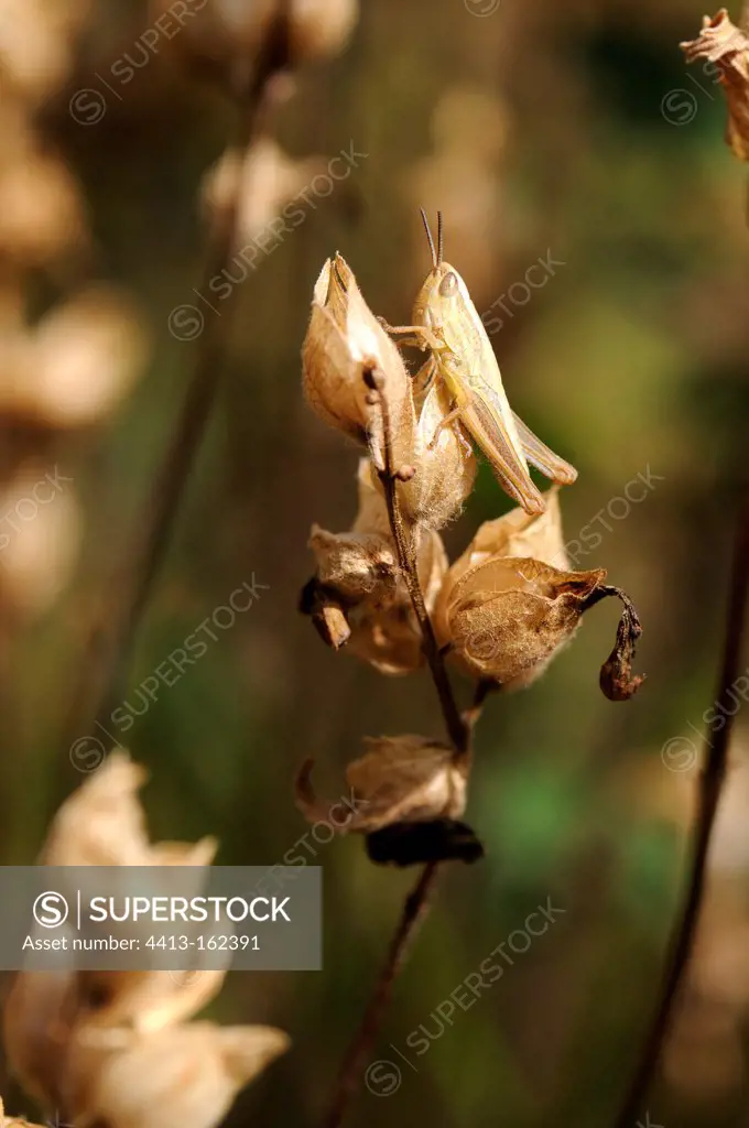 Young grasshopper sitting on a dried flower France