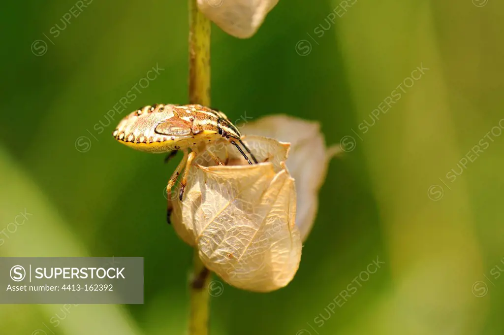 Codophila bug on a flower withered France