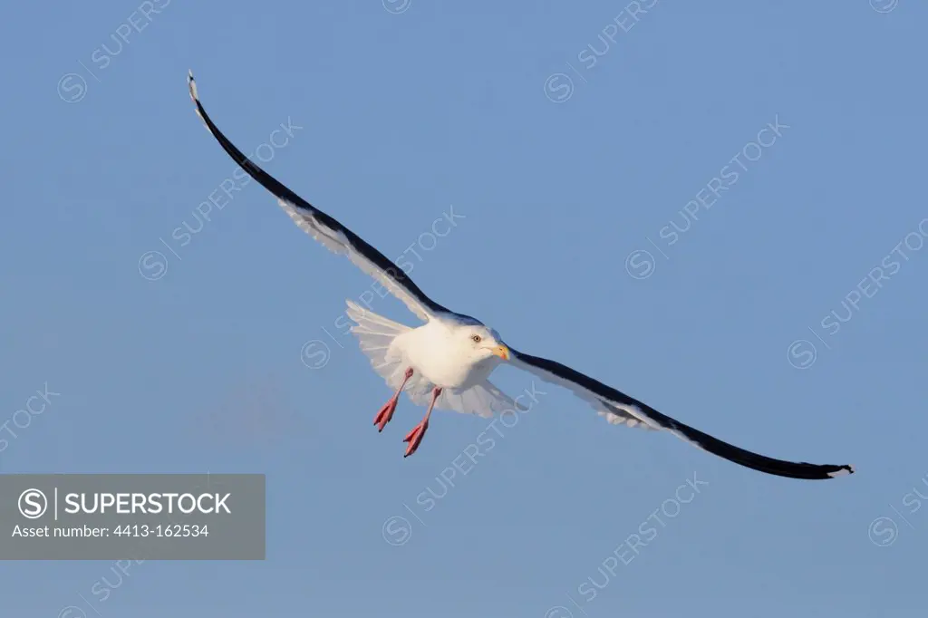 Slaty-backed Gull flying Japan