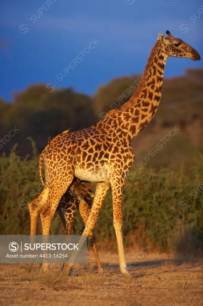 Masaï giraffe nursing its young Masaï Mara Kenya