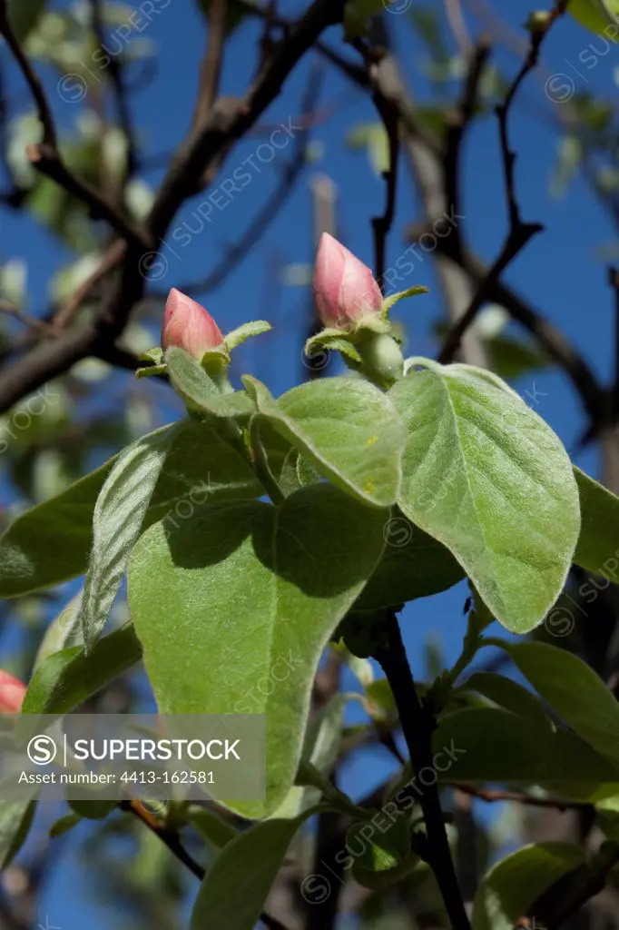 Flower buds of a 'Vranja' quince tree in the spring France