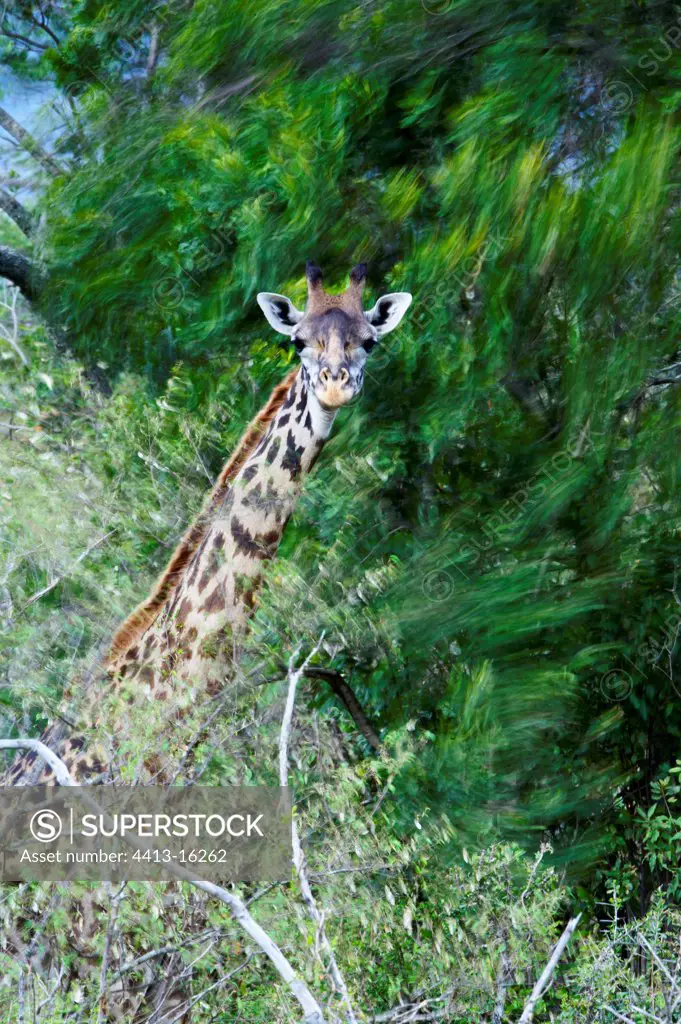 Masaï giraffe in the foliage Masaï Mara Kenya