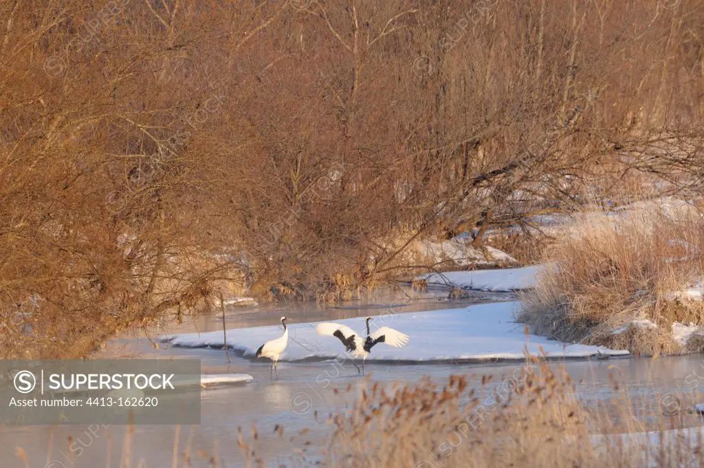 Red-crowned Cranes with legs in water in winter Hokkaido