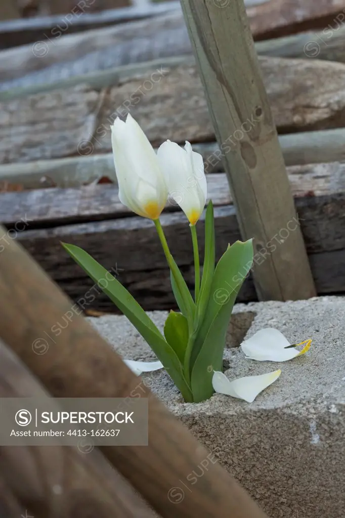Tulip flowers in a cinderblock in the spring France