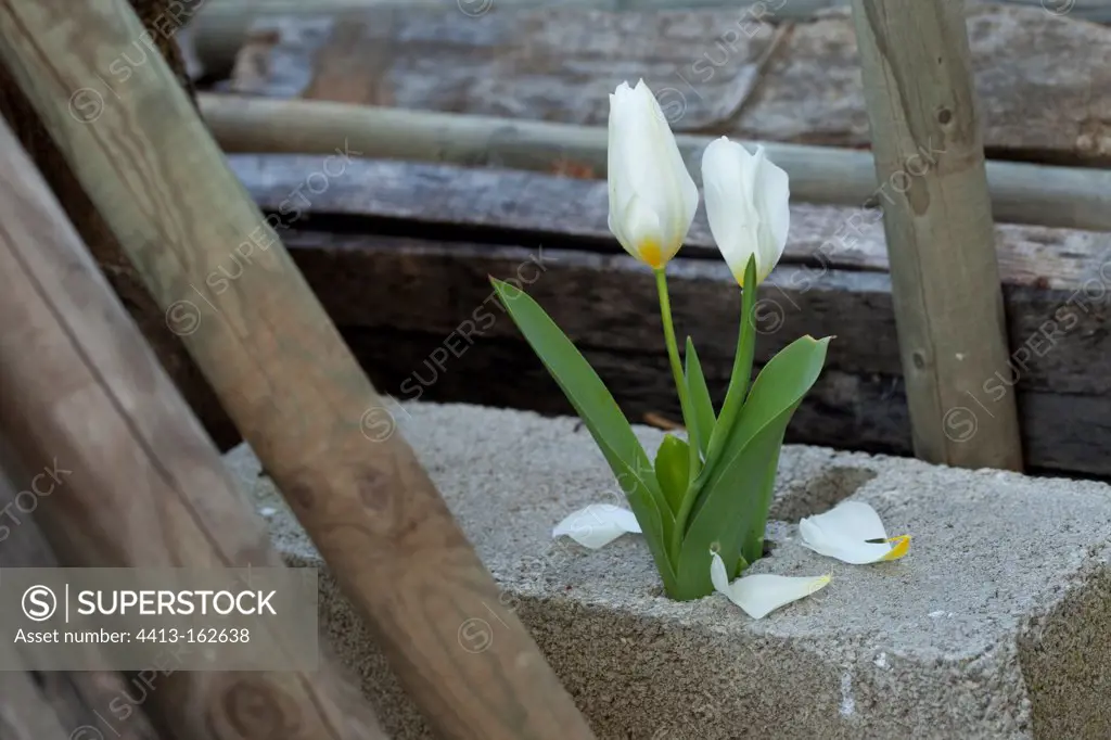 Tulip flowers in a cinderblock in the spring France