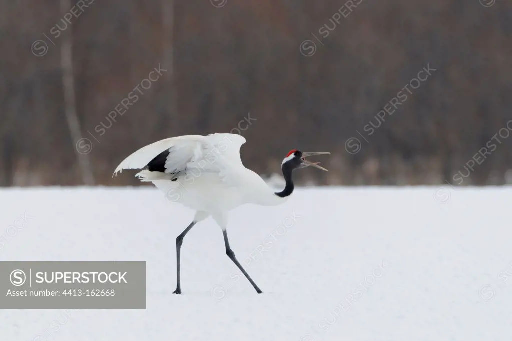 Red-crowned Crane walking in snow and shouting Hokkaido