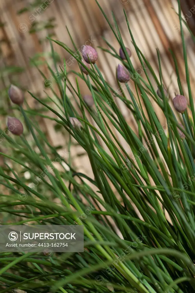 Chives in buds in the spring in a garden France