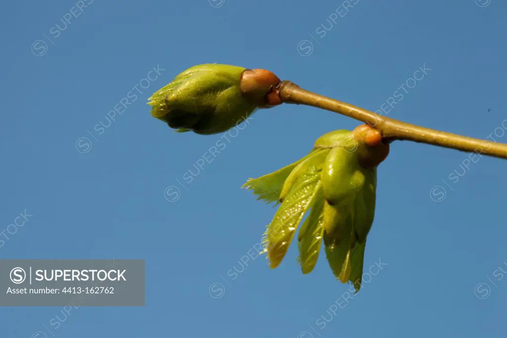 Hatching of buds of Linden in the spring France